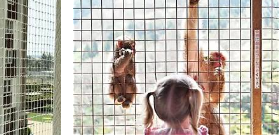 Monkey Safety Nets